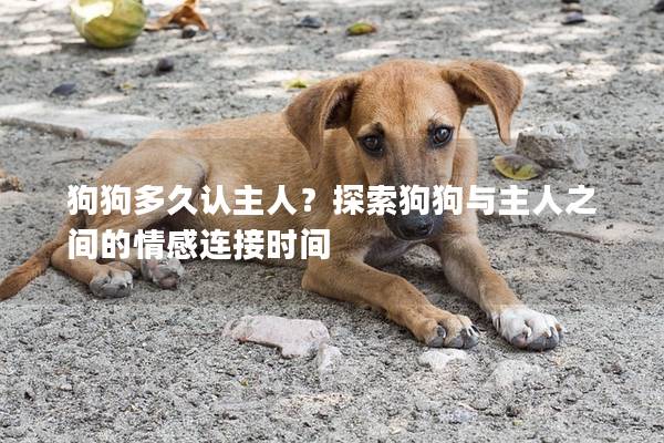狗狗多久认主人？探索狗狗与主人之间的情感连接时间