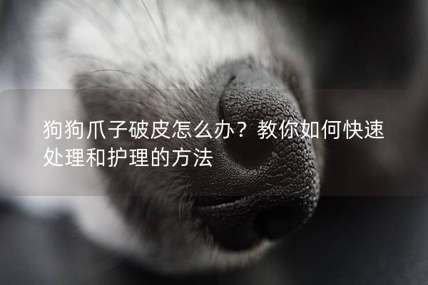 狗狗爪子破皮怎么办？教你如何快速处理和护理的方法