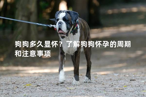 狗狗多久显怀？了解狗狗怀孕的周期和注意事项