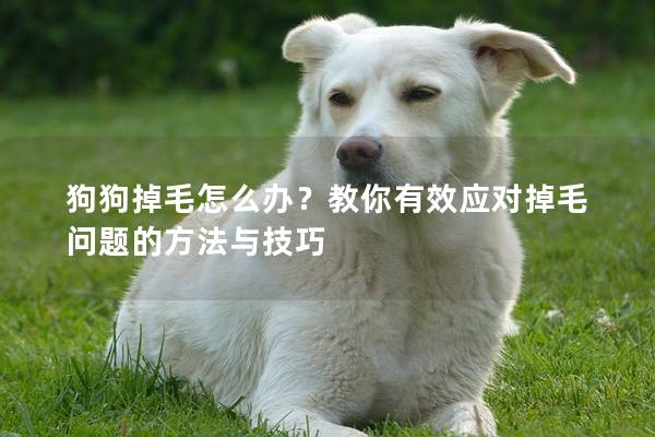 狗狗掉毛怎么办？教你有效应对掉毛问题的方法与技巧