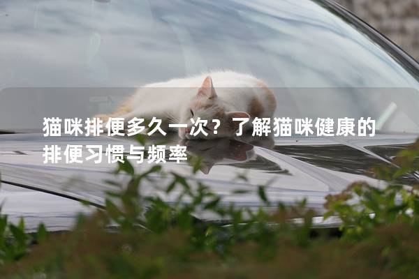 猫咪排便多久一次？了解猫咪健康的排便习惯与频率