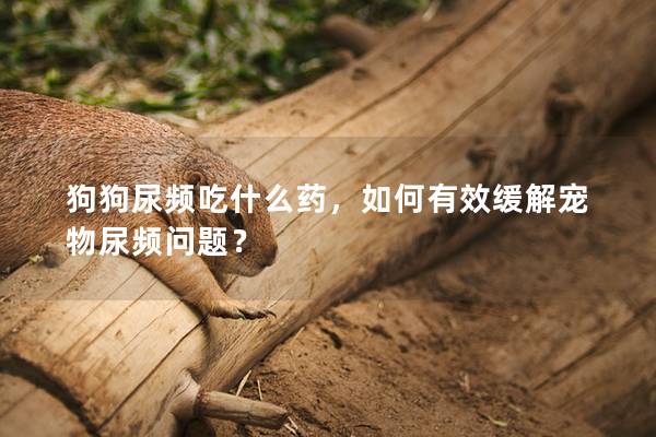 狗狗尿频吃什么药，如何有效缓解宠物尿频问题？
