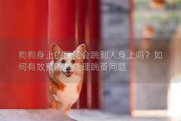 狗狗身上的跳蚤会跳到人身上吗？如何有效预防与处理跳蚤问题