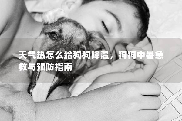 天气热怎么给狗狗降温，狗狗中暑急救与预防指南