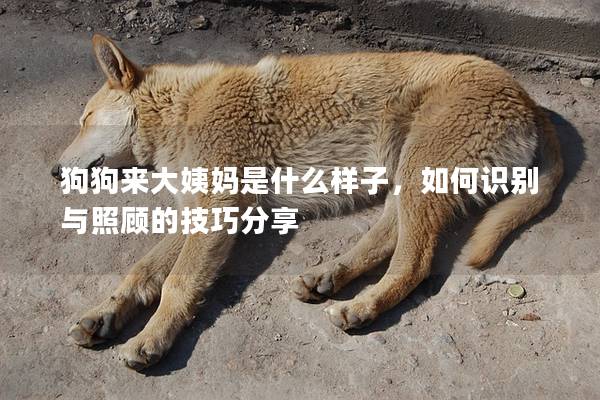 狗狗来大姨妈是什么样子，如何识别与照顾的技巧分享