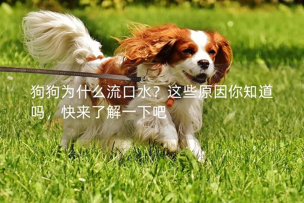 狗狗为什么流口水？这些原因你知道吗，快来了解一下吧