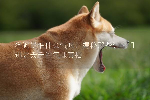 狗狗最怕什么气味？揭秘那些让它们逃之夭夭的气味真相