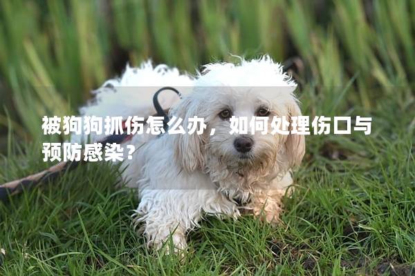 被狗狗抓伤怎么办，如何处理伤口与预防感染？