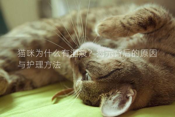 猫咪为什么有泪痕？揭示背后的原因与护理方法