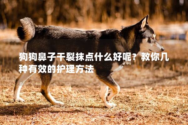 狗狗鼻子干裂抹点什么好呢？教你几种有效的护理方法