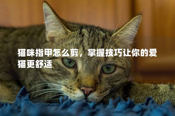 猫咪指甲怎么剪，掌握技巧让你的爱猫更舒适