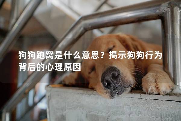 狗狗跑窝是什么意思？揭示狗狗行为背后的心理原因