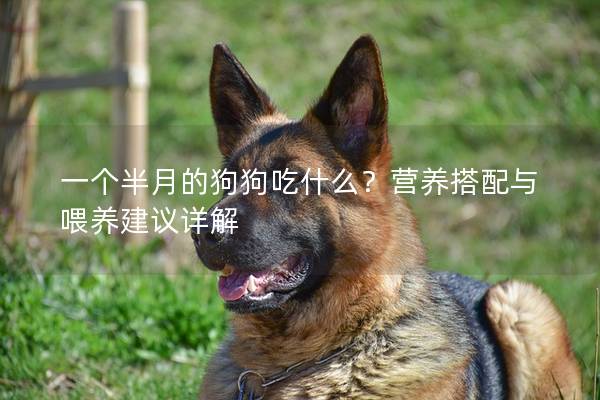 一个半月的狗狗吃什么？营养搭配与喂养建议详解