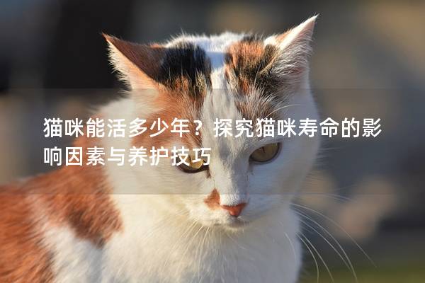 猫咪能活多少年？探究猫咪寿命的影响因素与养护技巧