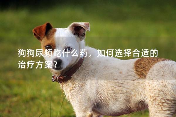 狗狗尿频吃什么药，如何选择合适的治疗方案？