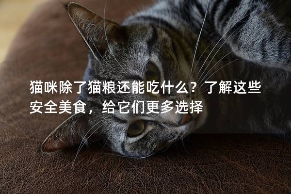 猫咪除了猫粮还能吃什么？了解这些安全美食，给它们更多选择