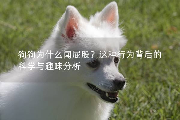 狗狗为什么闻屁股？这种行为背后的科学与趣味分析