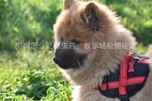 狗狗怎么吃驱虫药，教你轻松搞定这个难题