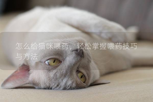 怎么给猫咪喂药，轻松掌握喂药技巧与方法