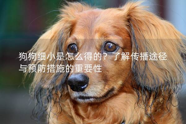 狗狗细小是怎么得的？了解传播途径与预防措施的重要性