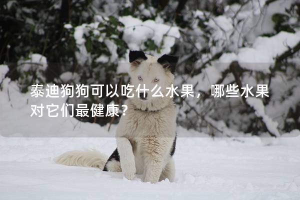 泰迪狗狗可以吃什么水果，哪些水果对它们最健康？