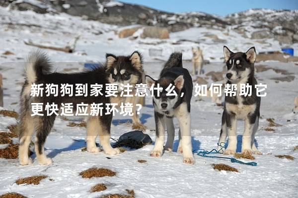 新狗狗到家要注意什么，如何帮助它更快适应新环境？