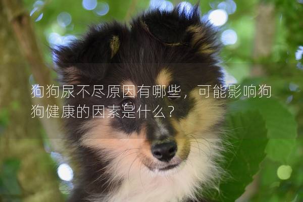 狗狗尿不尽原因有哪些，可能影响狗狗健康的因素是什么？