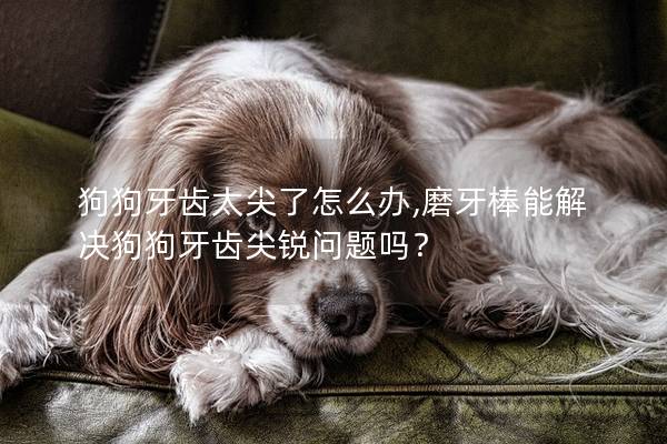 狗狗牙齿太尖了怎么办,磨牙棒能解决狗狗牙齿尖锐问题吗？