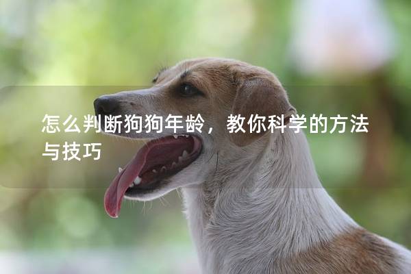 怎么判断狗狗年龄，教你科学的方法与技巧