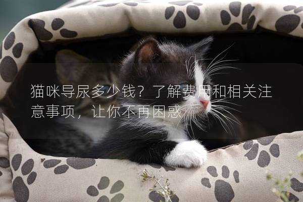 猫咪导尿多少钱？了解费用和相关注意事项，让你不再困惑
