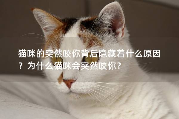 猫咪的突然咬你背后隐藏着什么原因？为什么猫咪会突然咬你？