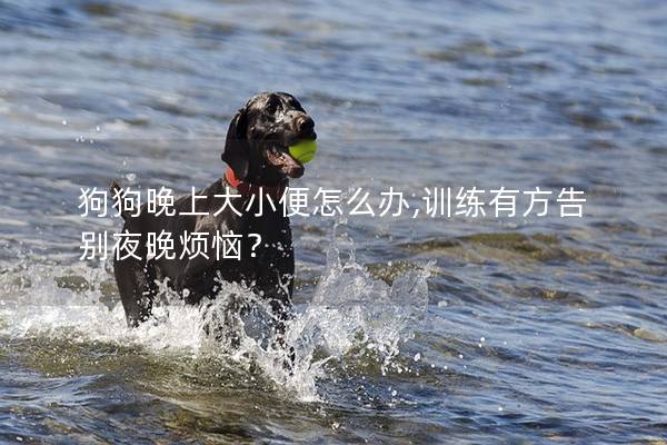 狗狗晚上大小便怎么办,训练有方告别夜晚烦恼？