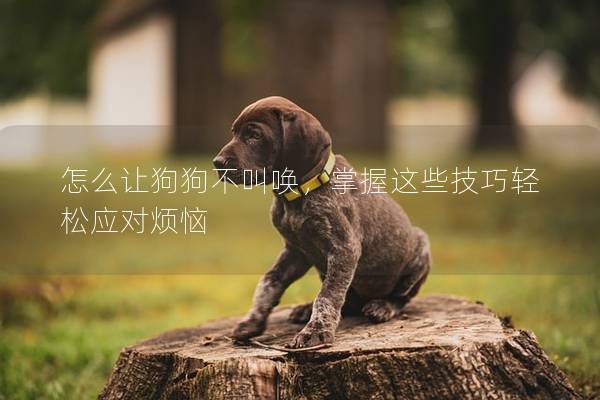 怎么让狗狗不叫唤，掌握这些技巧轻松应对烦恼