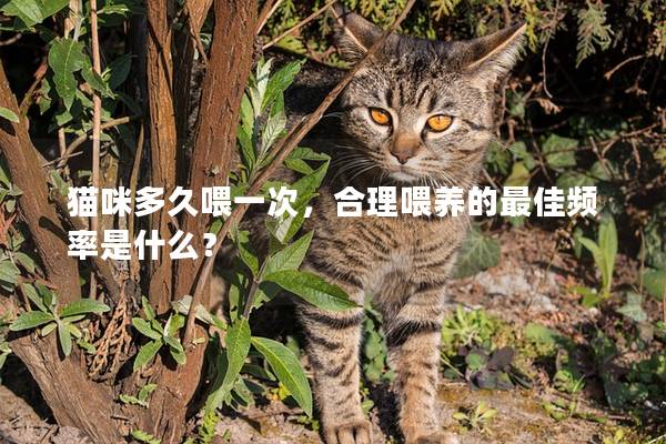 猫咪多久喂一次，合理喂养的最佳频率是什么？