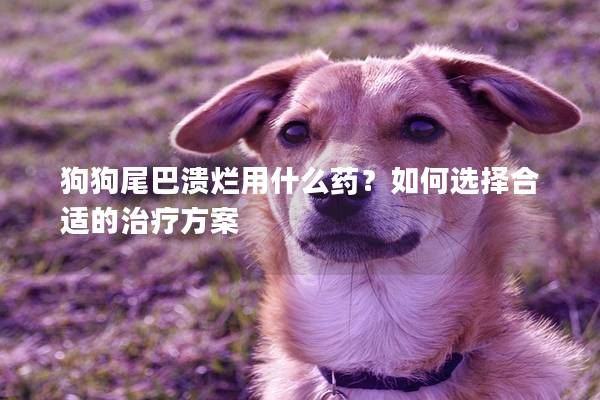 狗狗尾巴溃烂用什么药？如何选择合适的治疗方案