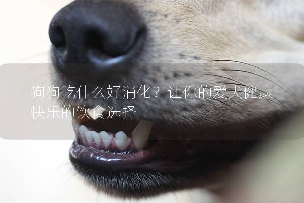 狗狗吃什么好消化？让你的爱犬健康快乐的饮食选择