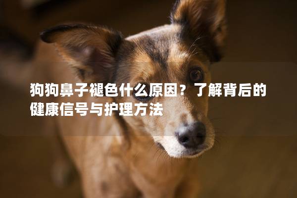狗狗鼻子褪色什么原因？了解背后的健康信号与护理方法