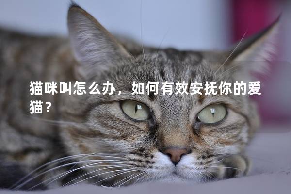 猫咪叫怎么办，如何有效安抚你的爱猫？